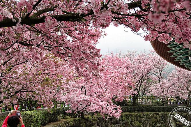 淡水天元宫粉红樱花大爆发。（图／旅游经提供）