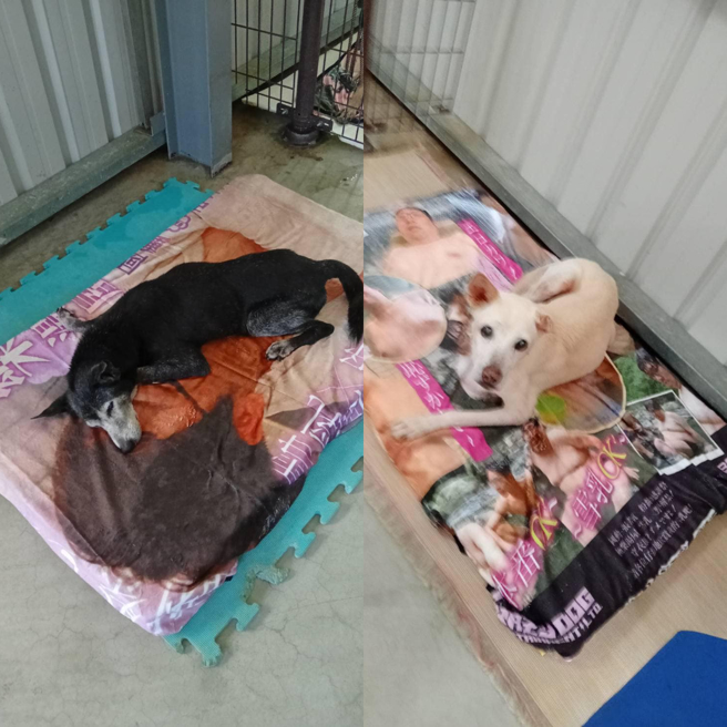 由於毛毯使用法蘭絨，能夠在寒冬中為毛孩們保持溫暖。（翻攝自台中市世界聯合保護動物協會臉書）