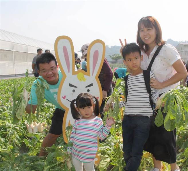 高雄市美浓区农会9日晚间在脸书贴出声明，请其他农会尊重美浓农会的智慧财产权，图为拔萝卜活动情形。（本报资料照片）