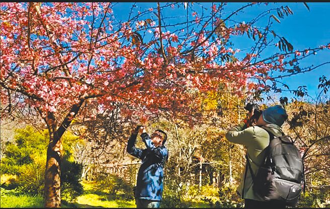 武陵农场早樱品种河津樱粉粉嫩嫩非常浪漫与美丽，吸引内行游客前往赏樱与走春。（武陵农场提供／陈世宗台中传真）