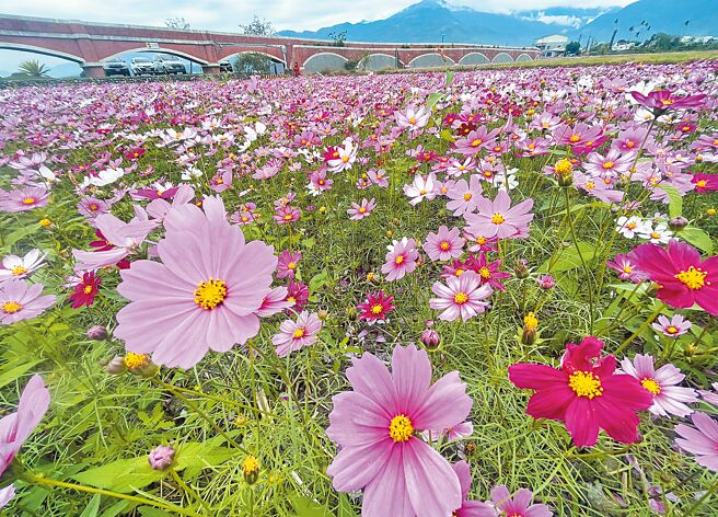 台东县鹿野乡二层坪波斯菊海正绽放，与復古造型水圳桥相映，美不胜收。（庄哲权摄）