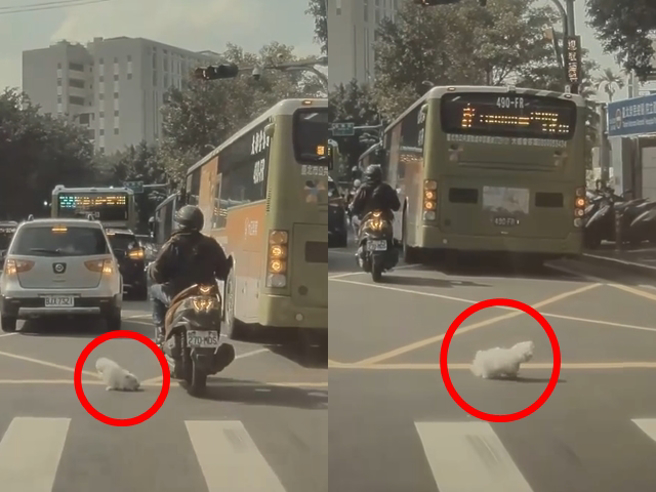 网友在台北路上发现一名机车骑士行经路口时，突然从踏板处掉出一只白色小狗，骑士还毫无察觉地往前骑，小白狗在大马路上乱窜，差点被车直接辗过。（翻摄自脸书「爆怨公社」）