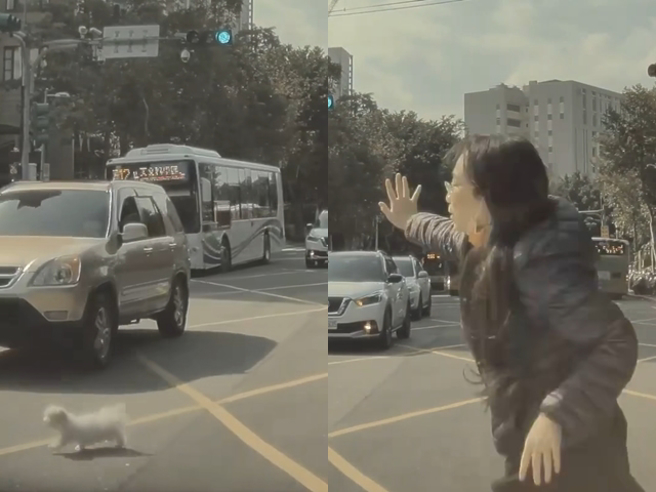 网友在台北路上发现一名机车骑士行经路口时，突然从踏板处掉出一只白色小狗，骑士还毫无察觉地往前骑，小白狗在大马路上乱窜，差点被车直接辗过。（翻摄自脸书「爆怨公社」）