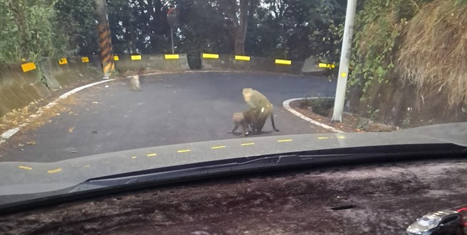 一名駕駛日前開車行經彰化二水松柏嶺豐柏路時，意外遇上猴子路霸。（圖／翻攝自爆廢公社）