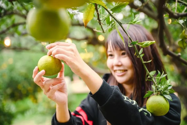 在每年冬末春初橘子成熟時，橙香森林都會開放遊客自己採橘子。(圖/行遍天下)