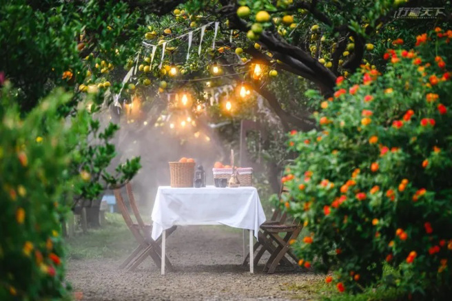 橙香森林跳脫傳統農場形象，以橘子為主題佈置成浪漫美拍的莊園。(圖/行遍天下)