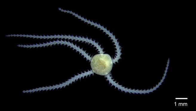 小双鳞蛇尾。（海保署提供／蔡旻妤台东传真）