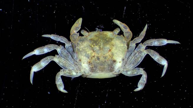 斯氏折颚蟹。（海保署提供／蔡旻妤台东传真）