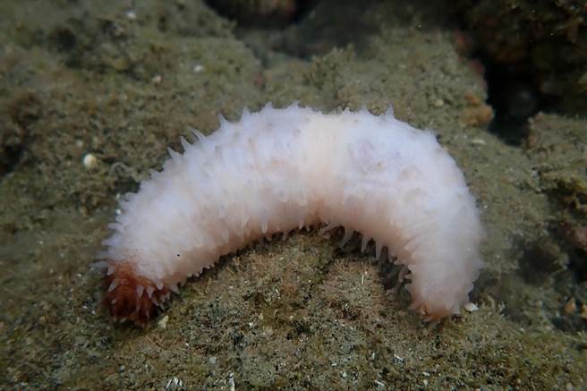 桑氏柄体参。（海保署提供／蔡旻妤台东传真）