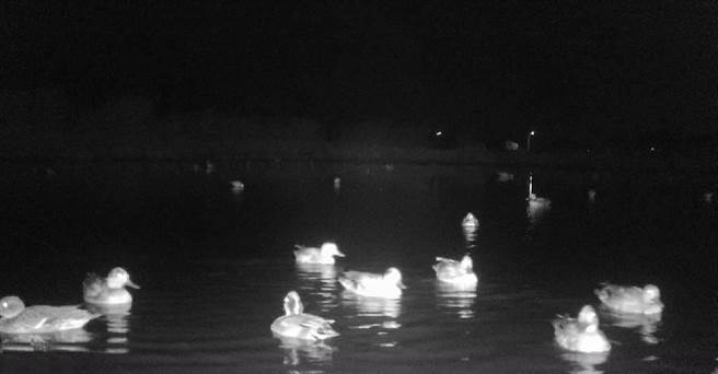 台南市官田区多处农地，近来出现鸭子异常暴增的情形。（李文珍提供／张毓翎台南传真）