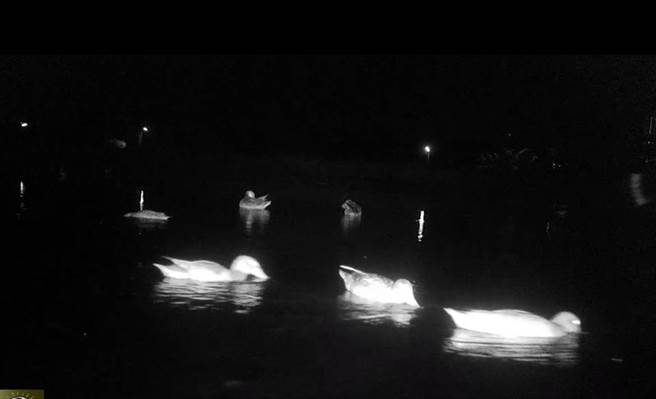 台南市官田区多处农地，近来出现鸭子异常暴增的情形。（李文珍提供／张毓翎台南传真）