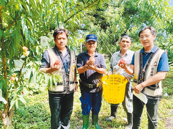 南投县信义乡盛产优质水果，欢迎採果品尝。（廖志晃摄）