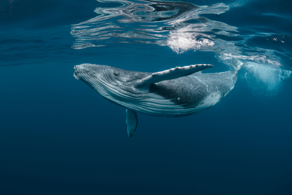 被日本网友暱称为「淀酱」的抹香鲸，1月9日上午被发现的位置是坂神高速湾岸线中岛休息区南方约350公尺海域。图/shutterstock(photo:ChinaTimes)