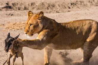 小牛羚遇母獅以為死定了 牠1舉動 草原動物全傻眼