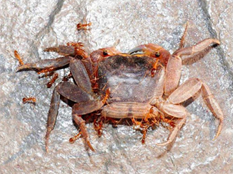 黃狂蟻入侵墾丁陸蟹陷危機 墾管處耗時6年防治有初步發現