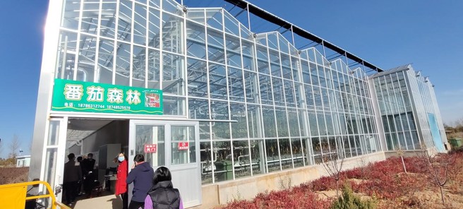 神木农业示范区的番茄森林温室占地2000平方公尺。（图／方伟光）