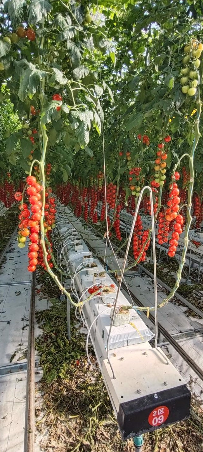 神木农业示范区番茄种植採用无土技术栽培省水省肥，品质稳定可靠。（图／方伟光）
