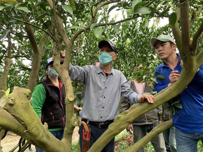嘉义大学园艺学系名誉教授吕明雄（中）今天到东山传授果园採收后的管理及经验。（伍国贤提供／张毓翎台南传真）