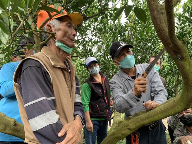 嘉义大学园艺学系名誉教授吕明雄（右）今天到东山传授果园採收后的管理及经验。（伍国贤提供／张毓翎台南传真）