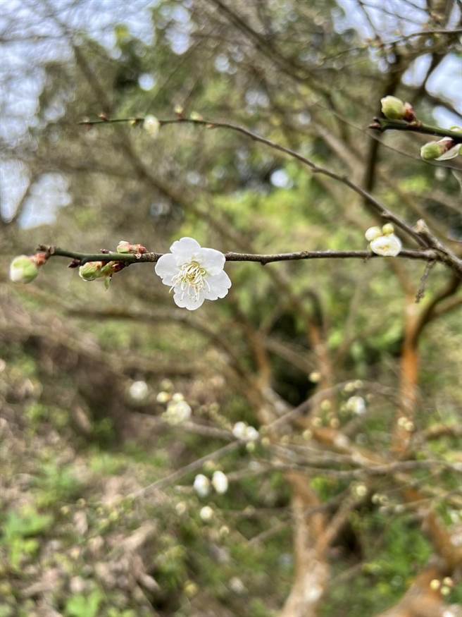 梅岭梅花已开3成，预计下周进入盛开花季。（台南市农业局提供／程炳璋台南传真）