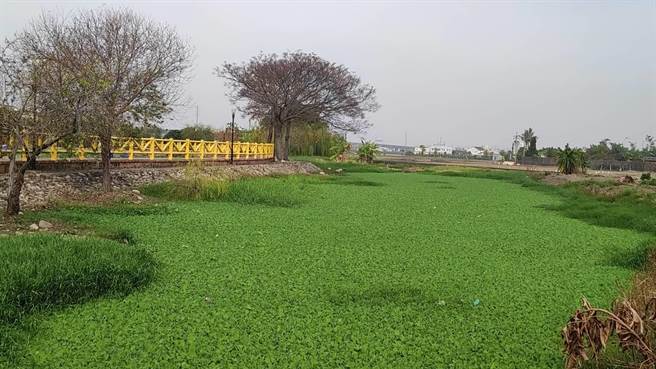 张芬郁说，雾峰泉水埤终年涌泉不断，雾峰区公所曾以生态工法进行改造，设有步道、凉亭、护岸等，提供民眾休閒游憩，可惜后续无人维护，希望农水署协助恢復当地风貌。（张芬郁服务处提供／潘虹恩台中传真）