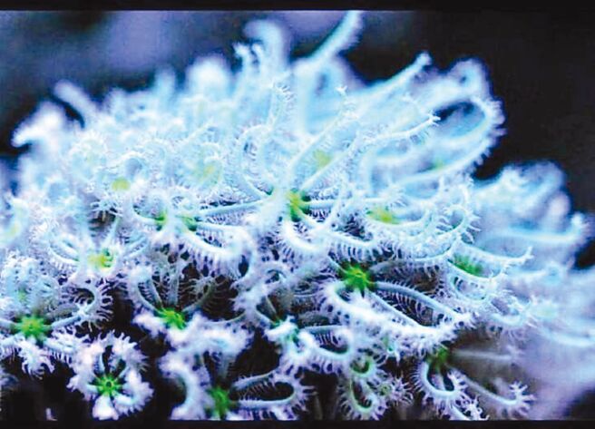 仆派生技于宜兰利泽养殖场培育的人工珊瑚。图／业者提供