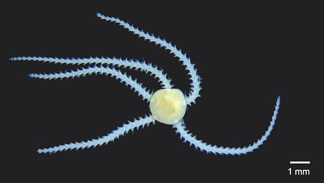 小雙鱗蛇尾。（海保署提供／蔡旻妤台東傳真）