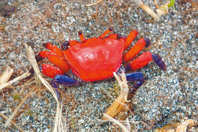 粗腿擬瘦招潮。（海保署提供／蔡旻妤台東傳真）