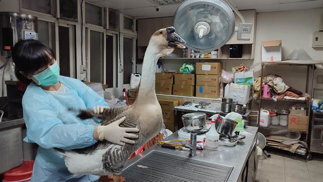 動保處獸醫替阿嬤的「鵝子」檢查，確認健康無虞。（動保處提供）