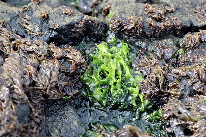 今年姑婆屿紫菜附着岛上岩礁紫菜范围不广，不过首採状况不好没关系，期待第二次採收时产量能增加。（张茂雄摄）