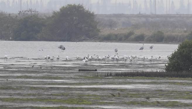 七股将军盐滩地湿地復育联盟近日举行新年数鸟活动，共记录到85种、近2万只的鸟类，其中也包含许多全球关注的受威胁候鸟。（中华鸟会提供／林良齐台北传真）