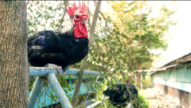 半开放式牧场、架设大量栖架，让黑羽土鸡尽情跳跃，提高运动量，长成紧实、口感Q弹的肉质。(图片提供/元榆牧场)