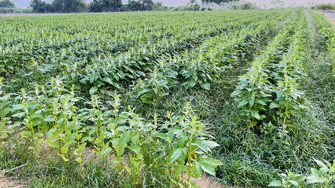 大树麻油行与在地小农，合作栽种的无毒芝麻田，土地经过施肥、播种到收成，制成源本芝麻油。（图片提供/大树麻油行）
