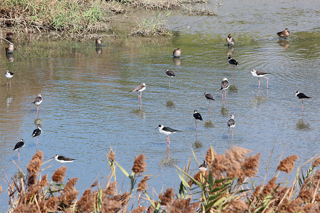 二仁溪堤防沿途设可看到多种来避冬的候鸟。(摄影/Carter)