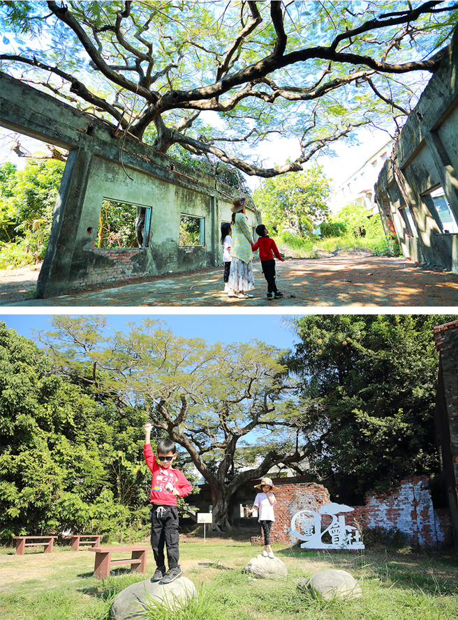 大湖番茄会社因一棵百年凤凰木盘根错节，每年夏天凤凰花开时节绽放一片艷红奇景，在网路上成为爆红景点。(摄影/Carter)