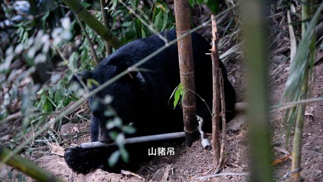 《一只臺湾黑熊之死—711／568的人间记事》纪录片15日在谷关游客中心播放。（参山国家风景区管理处提供）