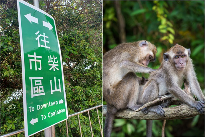 柴山驚見1烏龍路標，網笑翻：外國人以為Downtown都猴子！(翻攝臉書路上觀察學院，示意圖/達志影像)
