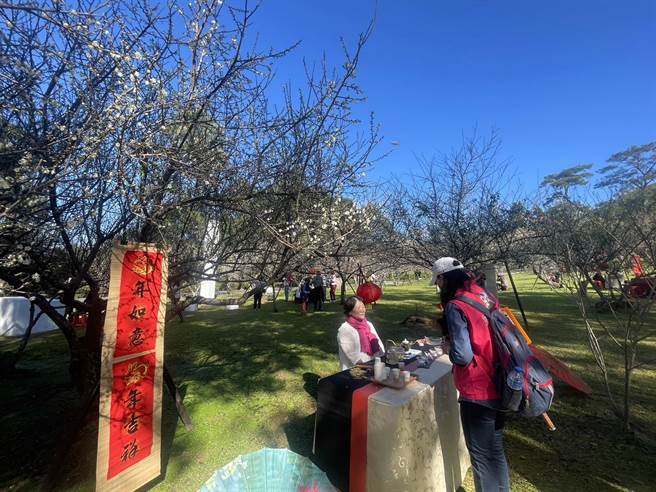 桃園角板山梅花季登場花開約5成。(呂筱蟬攝)