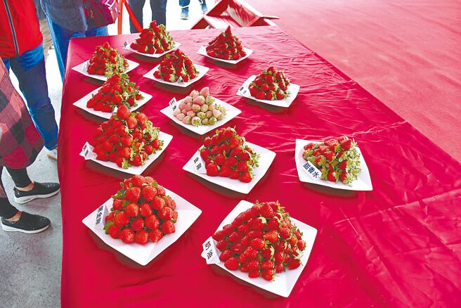 大湖草莓是高经济价值农产。（谢明俊摄）