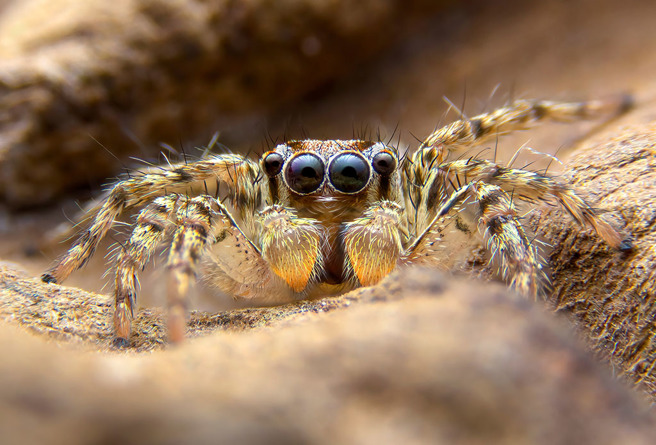 跳蛛遠距離獵捕蒼蠅，過程不到1秒鐘，速度快到眼睛跟不上。（示意圖／達志影像）