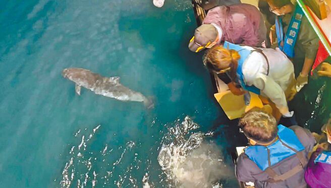 宜兰岳明海滩13日发现搁浅的侏儒抹香鲸，14日凌晨顺利完成野放。（基隆市产发处提供／张芷瑜基隆传真）