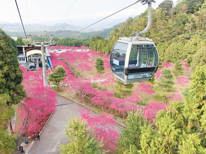九族文化村每年春天有上千顆櫻花盛開，是台灣最大的賞櫻盛會。（九族文化村提供）