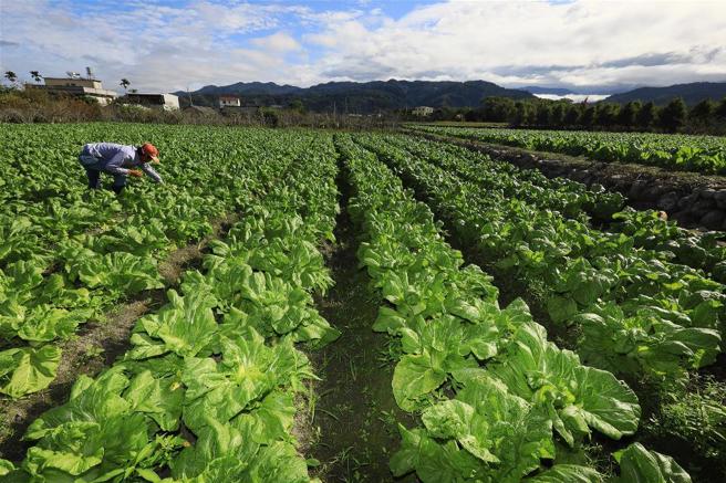 客家人惜物，使用芥菜做出酸菜、福菜、梅乾菜不同的醃漬物。(圖/林格立)
