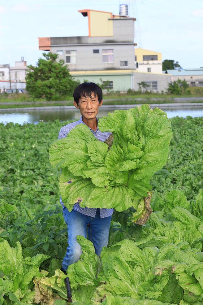 長葉芥菜可達十斤重，適合做成脫水率高的梅乾菜。(圖/林格立)