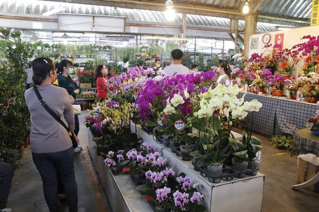国光花市专员施连昌表示，农历年关将近，坊间各种应景花卉成为热门商品，尤其蝴蝶兰品质更为优良，礼兰组合各有特色，整体花价随农历年关需求大，价格波动也较大。（国光花市提供／潘虹恩台中传真）