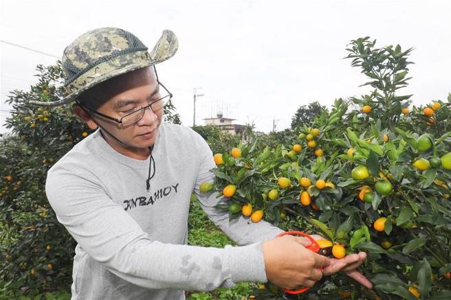 宜蘭氣候多雨，土壤排水性良好，適合金棗生長。(圖/林格立)