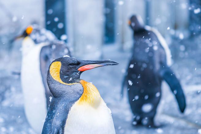 民眾目击成群企鹅背着书包开心逛大街，就算看到路人也丝毫不害怕。（示意图／达志影像）