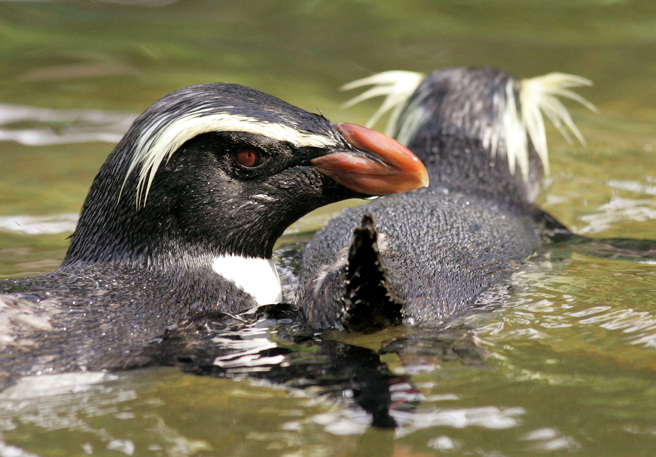 每年這個時候，南島南部周圍水域溫度都遠高於正常，峽灣（Fiordland）地區溫度比正常高6度，這種溫度會對冷水中出現或適應後的生態系統產生重大影響。(圖/路透社)