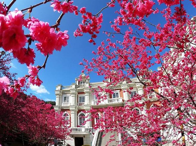 九族文化村樱花季期间，共有多达五千颗的八重樱、吉野樱和富士樱等绝美樱花，让游客拍美照。(Klook提供)