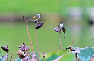 台東森林公園鷺鷥湖清淤提升辦理生態檢測 鳥類家族更豐富 